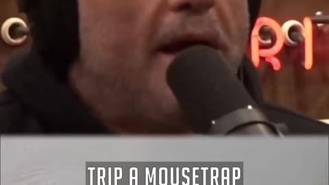 Clever rate trips trap with a stick