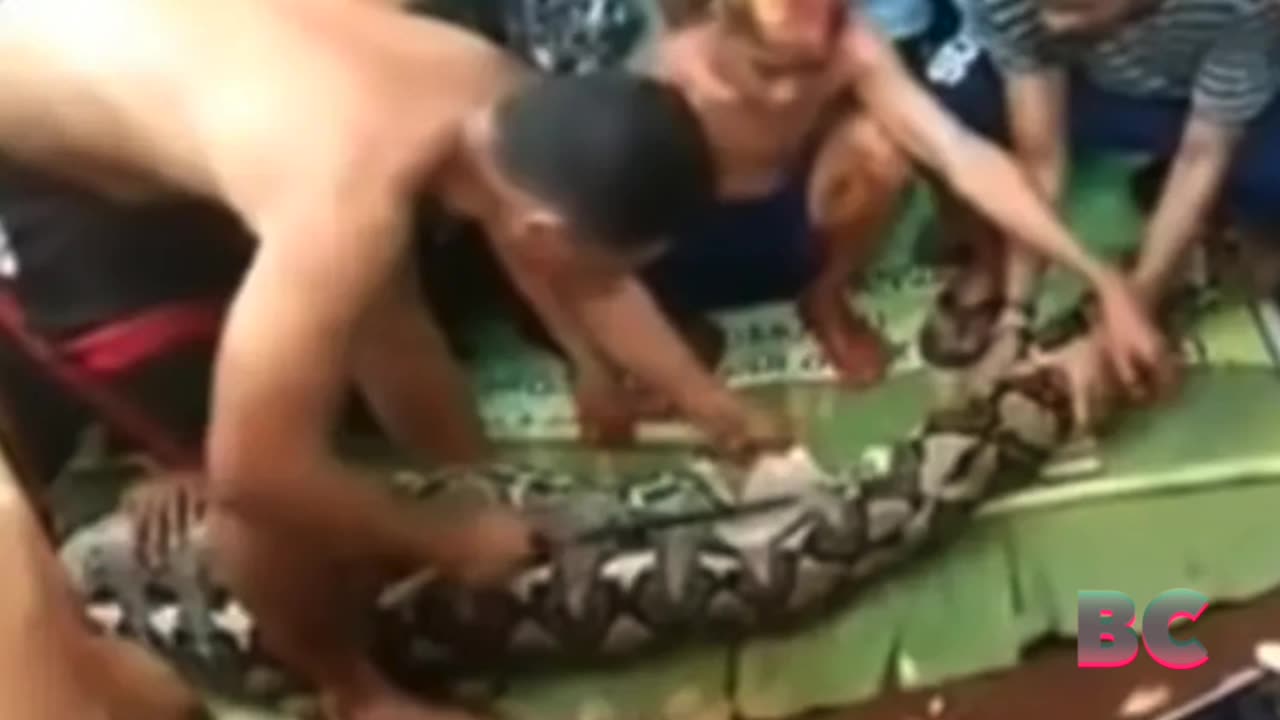 Woman swallowed whole by a python in Indonesia, second such killing in a month