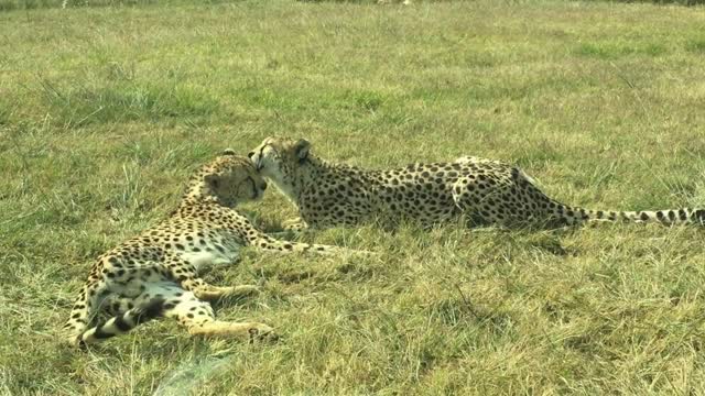 Incredible footage of two leopards
