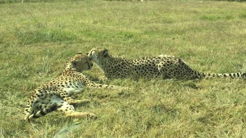 Incredible footage of two leopards