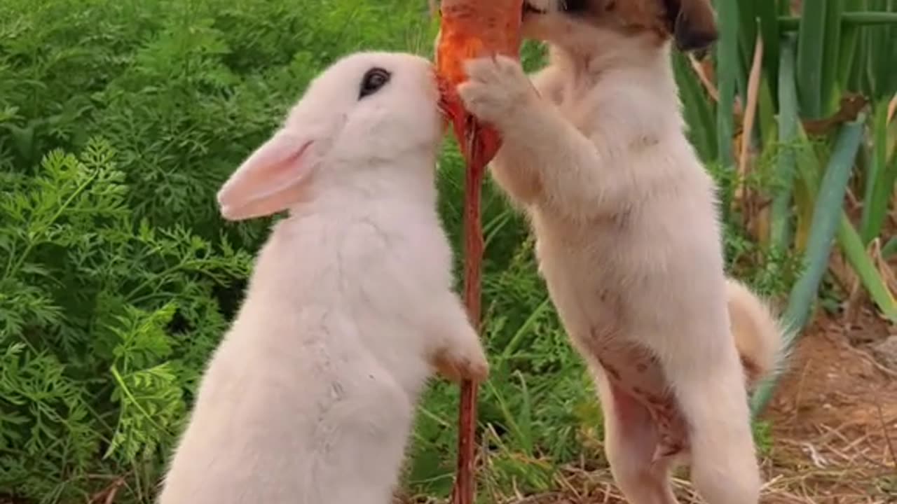 puppy and bunny eating carrot