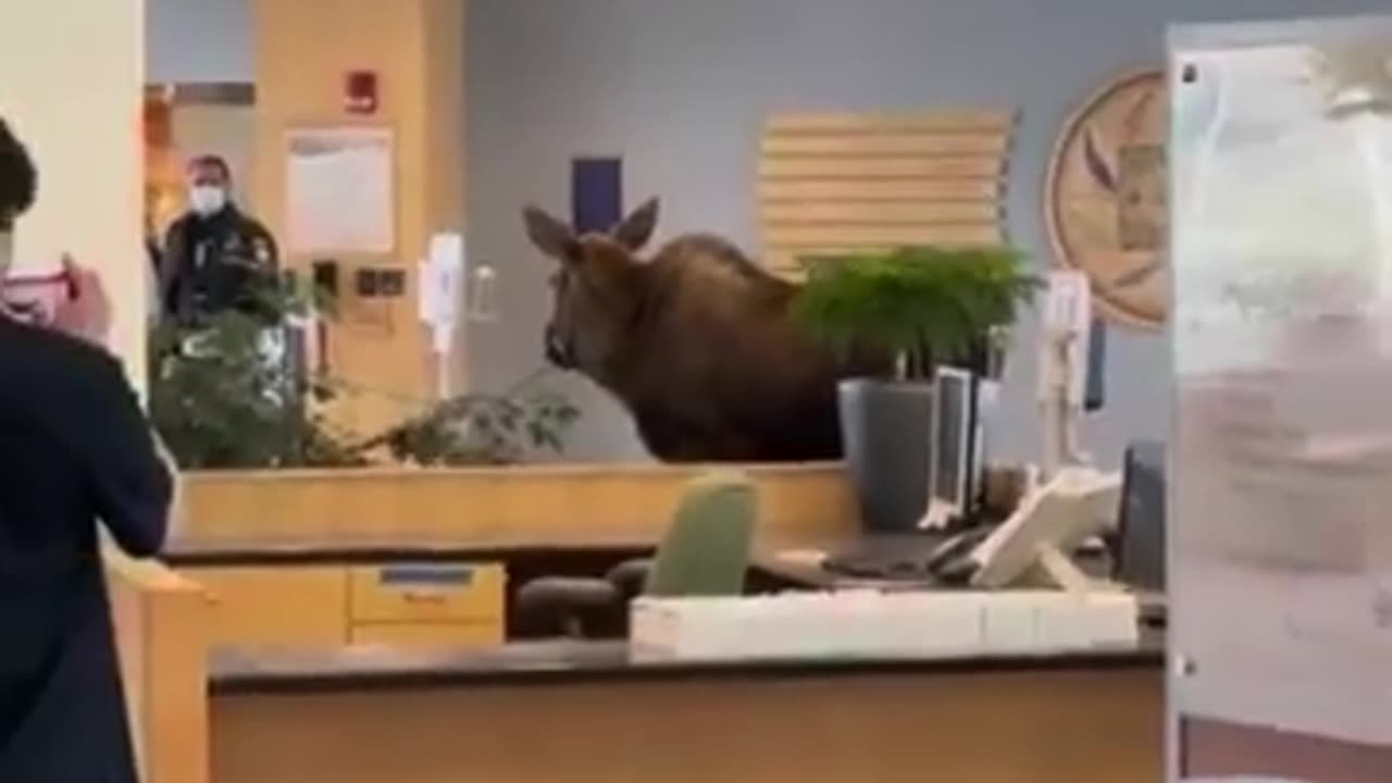 A young moose wandered into the lobby Alaska hospital