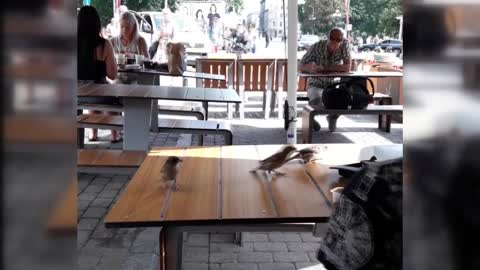 Funny sparrows on a table in a cafe