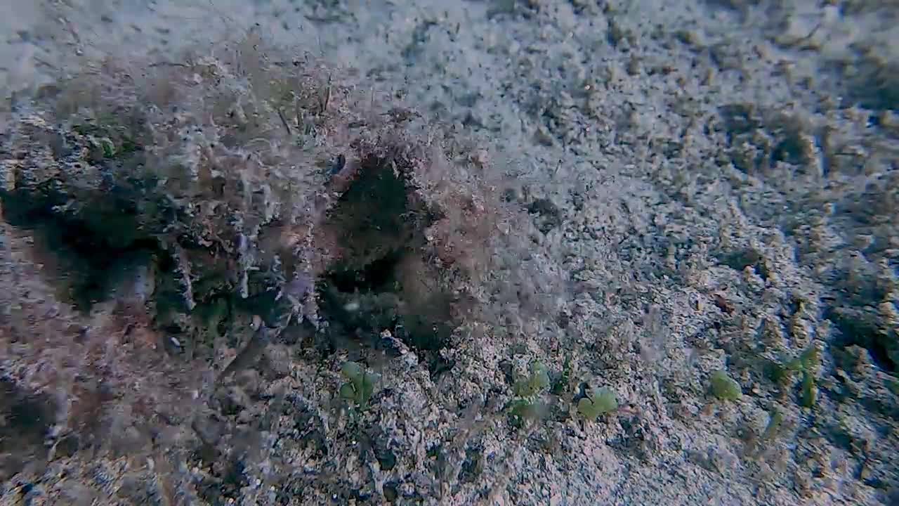 Top Camouflage on the Sea Floor