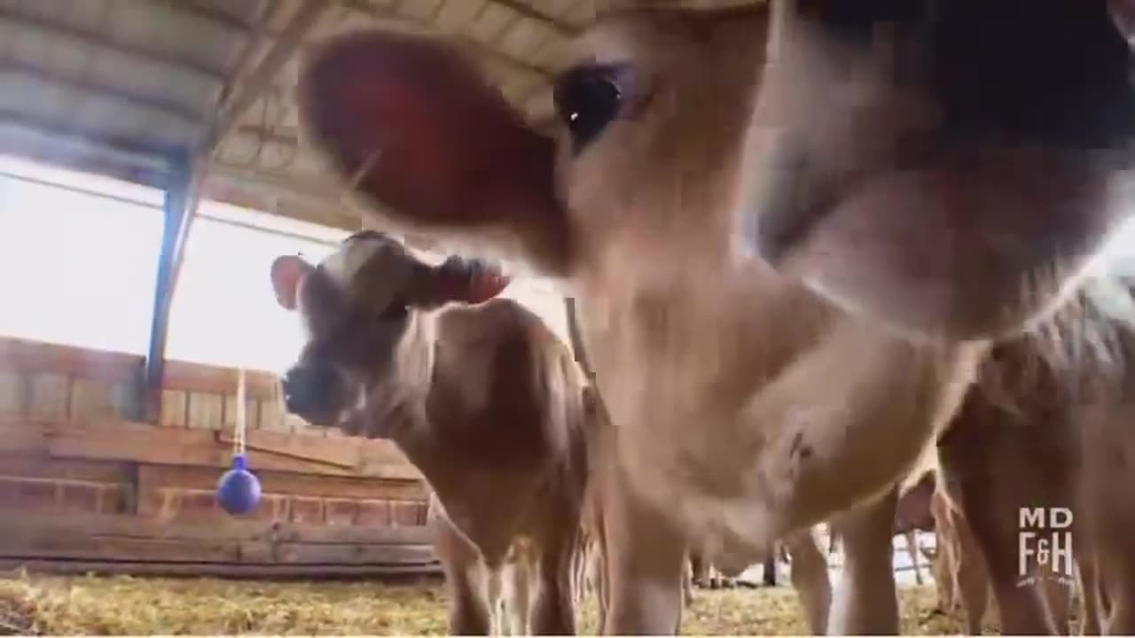 Are you ready to be milked??