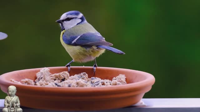 look at this bird