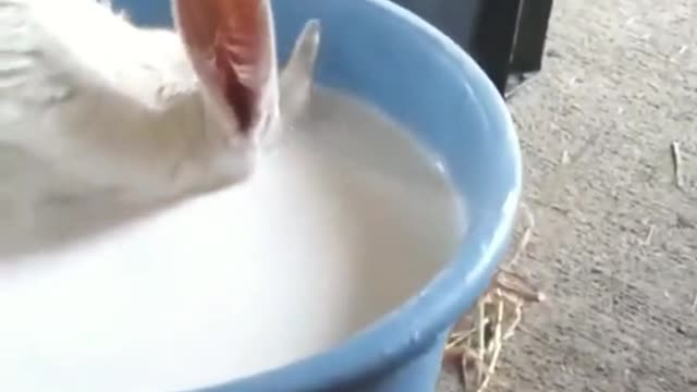 the real way to drink lots of milk