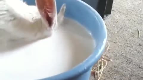 the real way to drink lots of milk