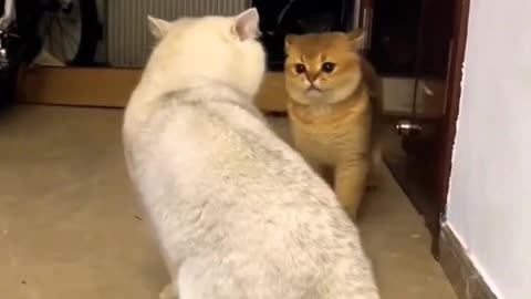 cat fighting 😱👑 😍 🐱💥🐱🎇#animals #funnyvideo #shorts #watch