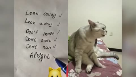 funny talking cats