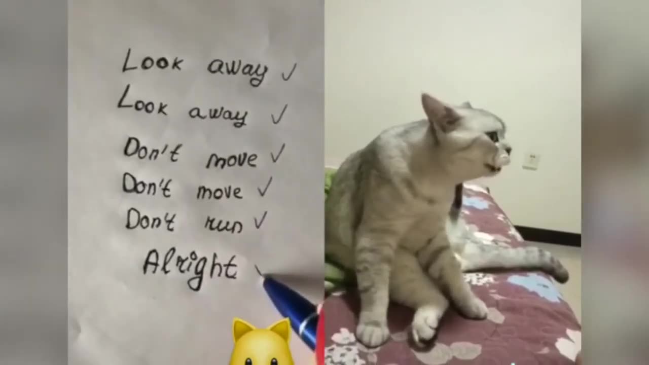 funny talking cats