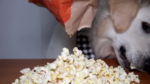 ASMR Dog Eating Popcorn Funny Dog Bailey