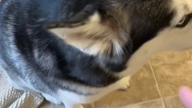 Guilty Husky Tries To Blame Other Dog! #shorts