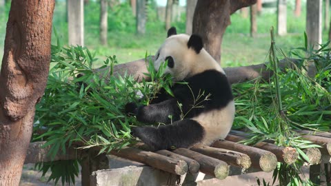 Cute panda. So cute