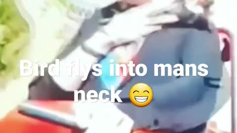 OMG bird flys into man's neck