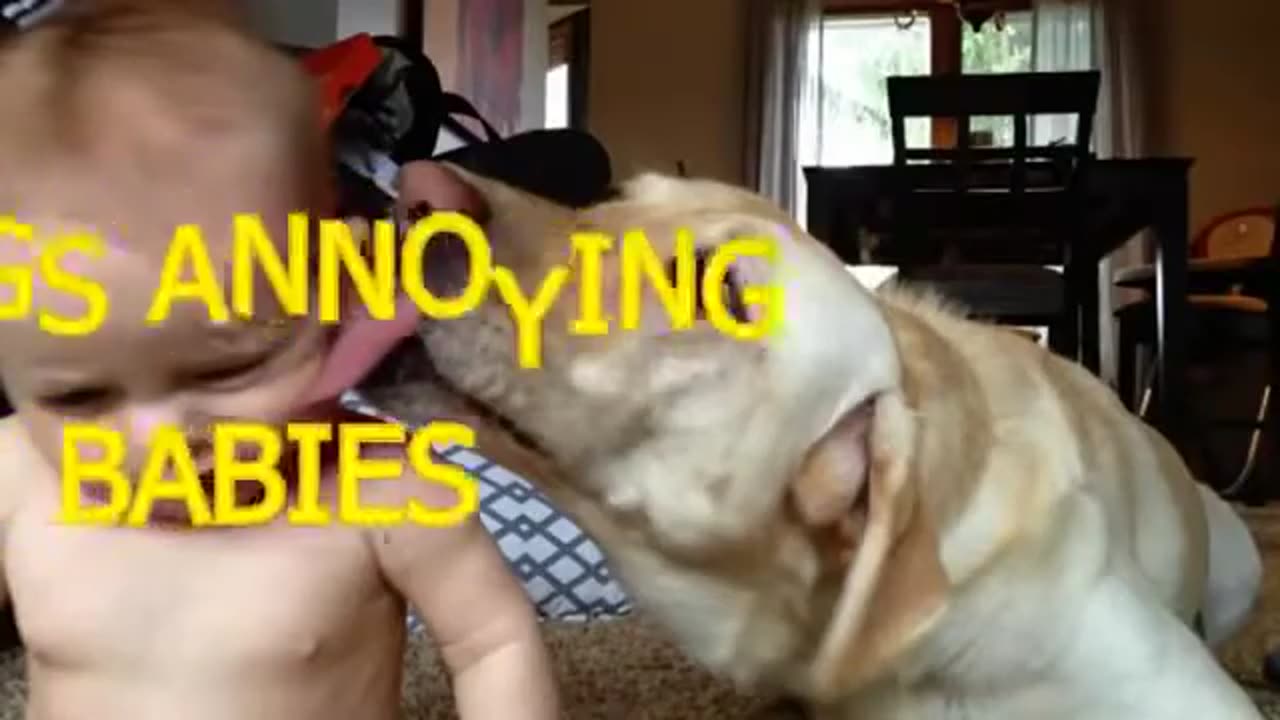 DOGS LOVERS VIDEO best