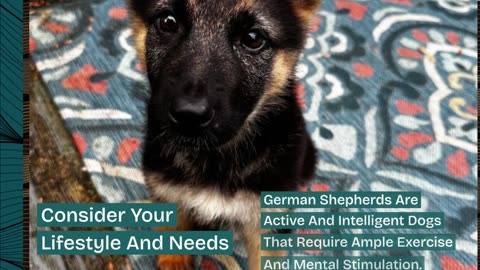 German Shepherd Puppies For Sale In Ohio