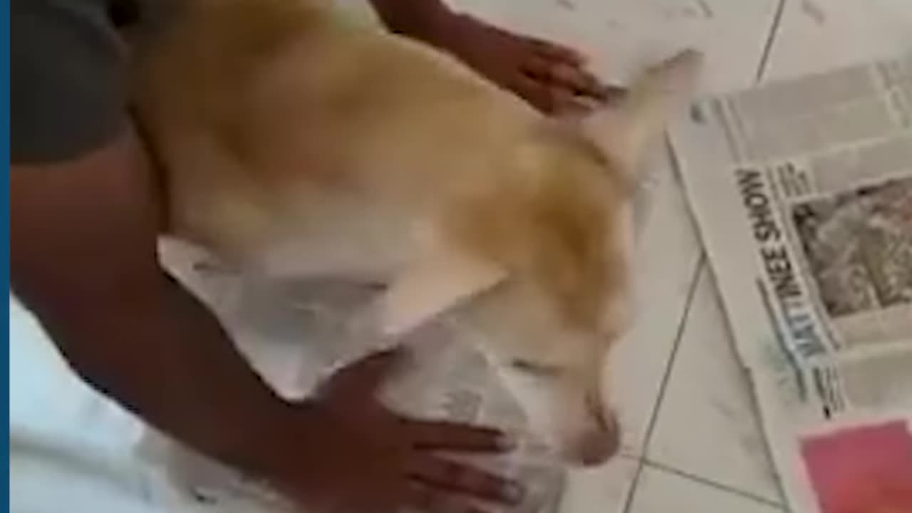 Dogs, Cats, Their Unforgettable Responses"