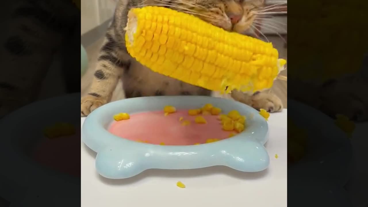 The World’s edacious Cat: How He Devoured a Whole Corn Cob