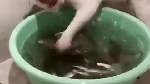 1 minute of cats being cats