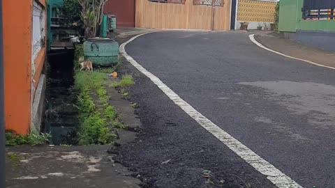 naughty cat