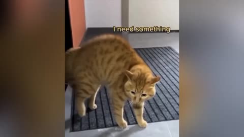 Funny talking cats | Video