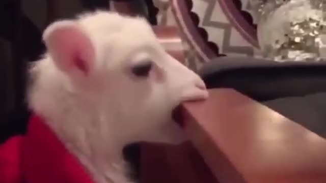 Funny lamb