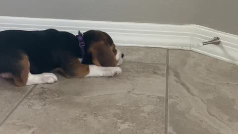 Adorable Beagle Puppy vs. Doorstop