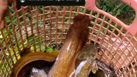 This is a beautiful and charming water-dwelling species