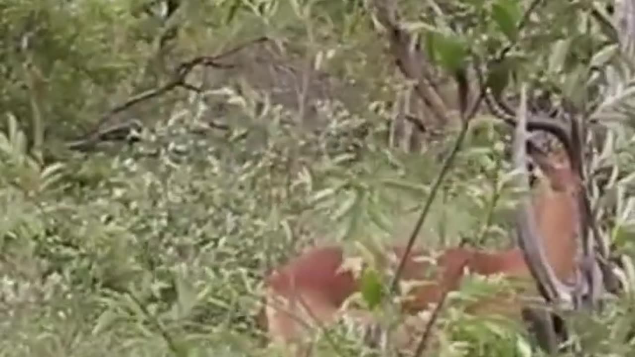 Intense Impala Rams Fighting: A Wildlife Spectacle