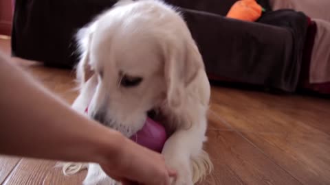 Dog vs Balloons and Air Pillows