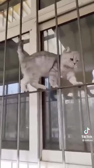 Patli Kamariya Mor Hai Hai | cat #dance #fypシ #trending