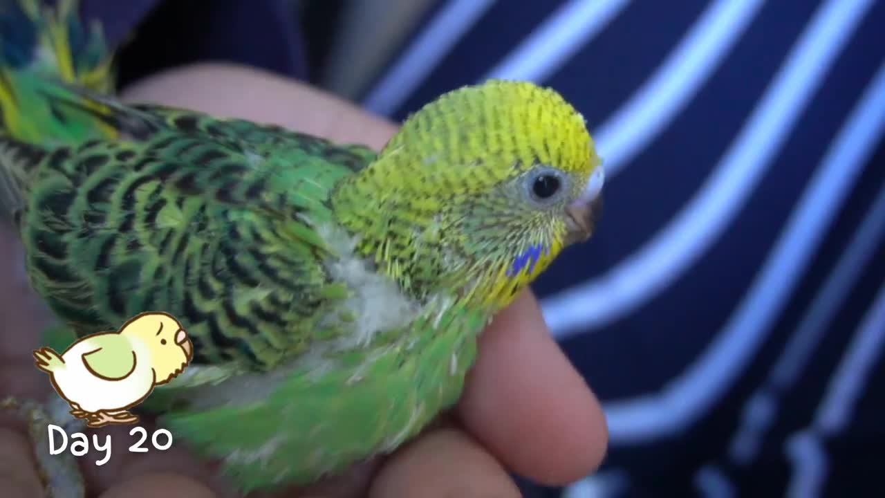 Watch 5 baby budgies growing day by day10