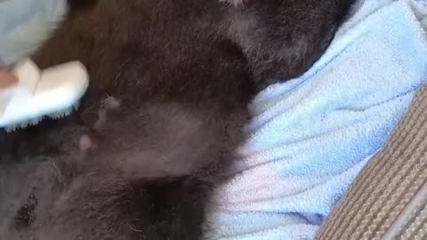 cute & funny animals #cuteanimals #funnyanimals