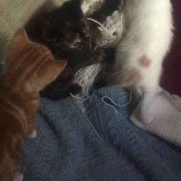 Tiny Brave Kittten Takes A Big Jump!!