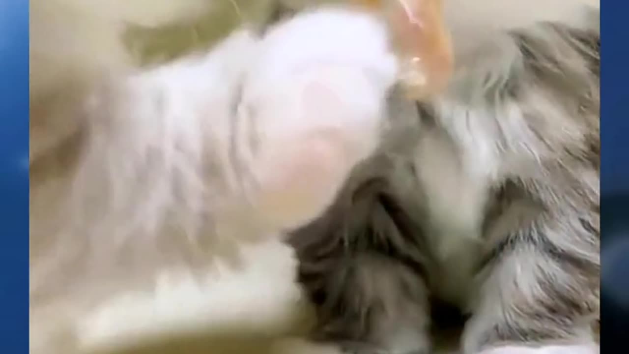 Eccentric owner, hum 💢# explosively cute 💥 # cute pet # cat # Another day to be cute by kittens
