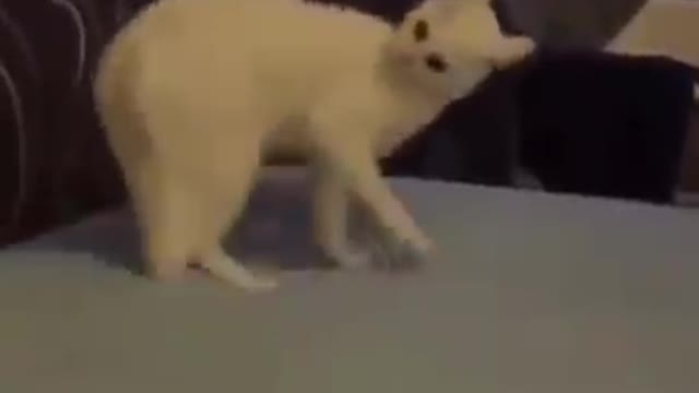 Ultimate Baby Dogs - Cute And Funny Dog Videos