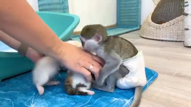 "Mom it is my kitten!" - baby monkey