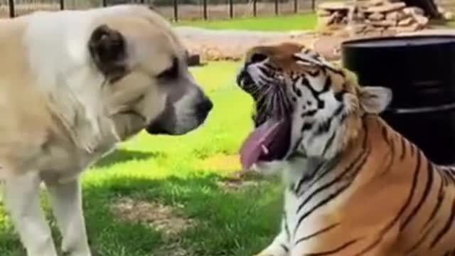 Dog, Lion And Tiger Best Friends