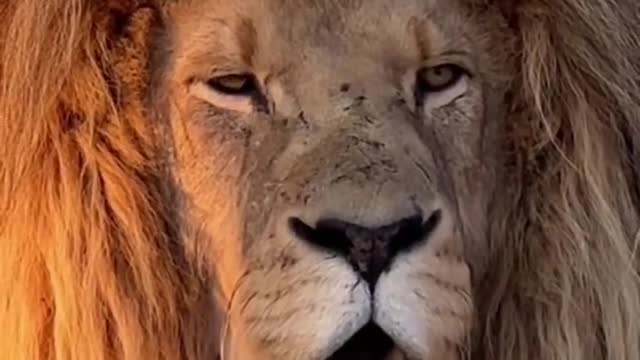 Lions # Science # Highlights # King of Kings