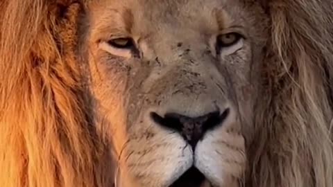 Lions # Science # Highlights # King of Kings