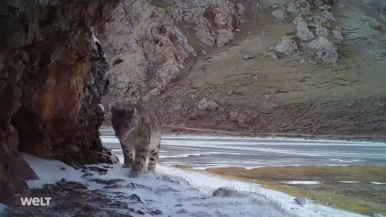 SCHNEELEOPARDEN in freier Wildbahn_ Seltene Aufnahmen aus China