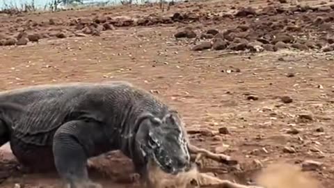 Animal nature