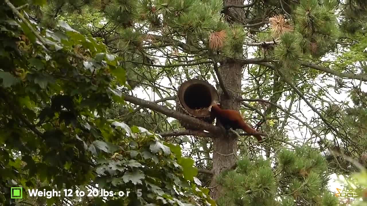 World's Weirdest Animals: Red Panda