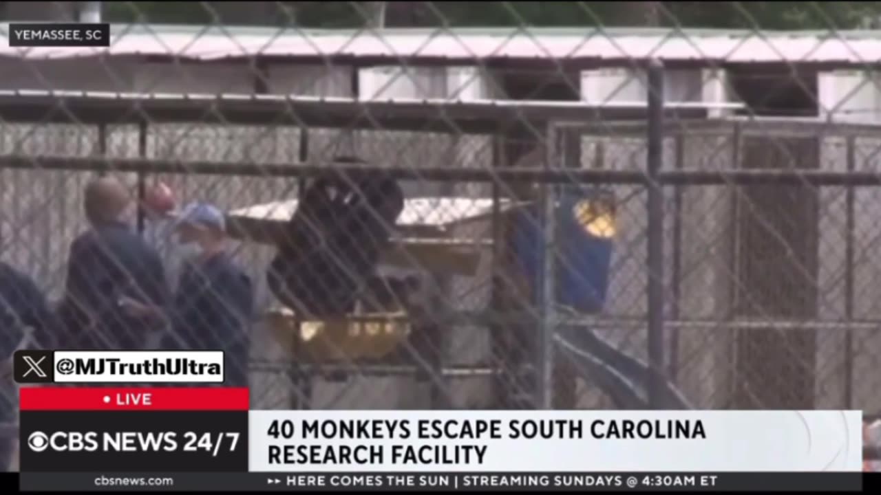 43 Monkeys escaped from a Research Facility in South Carolina- Authorities warn to Lock their Doors