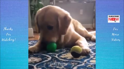 cute and funny dog vedio #short
