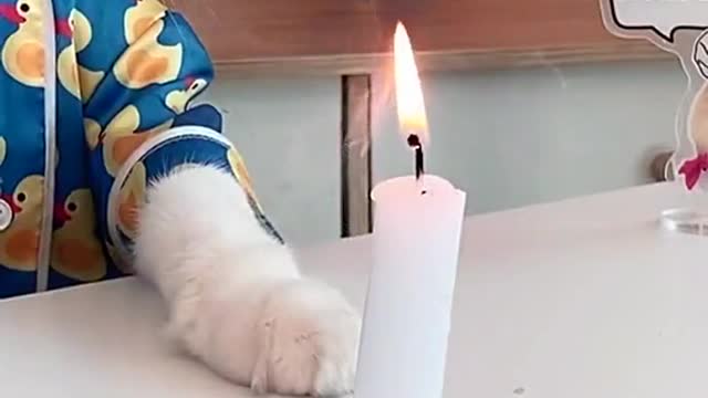 Puff always knows better 🤩