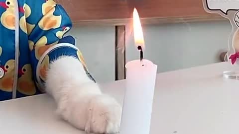 Puff always knows better 🤩