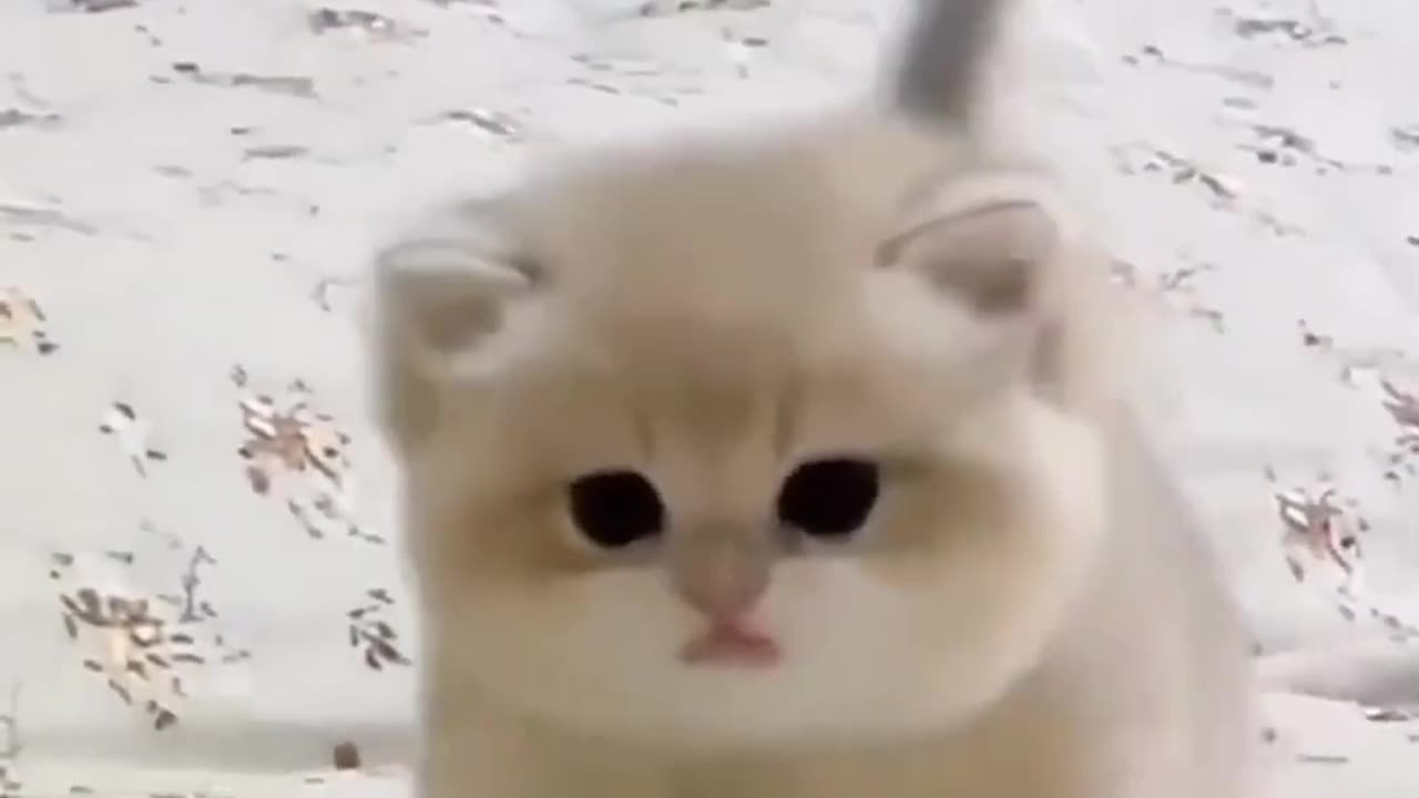 Cute kitten viral video 2023