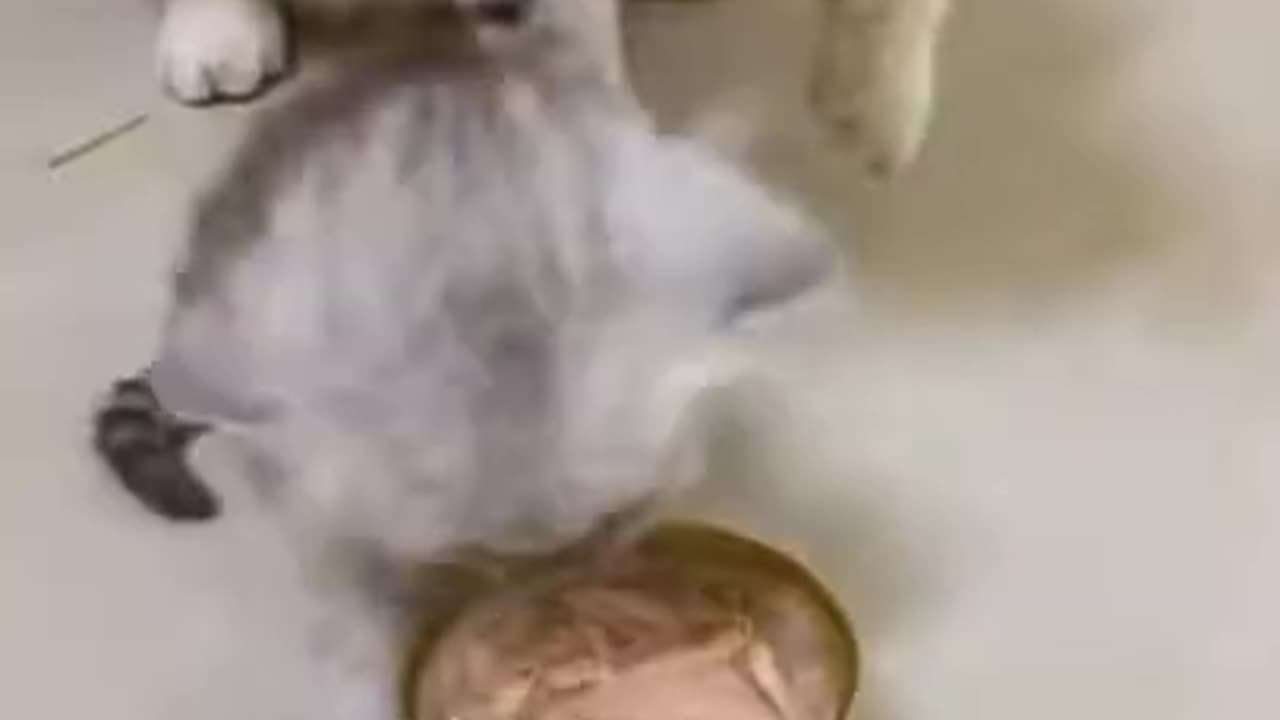 Lovely Cat, black cat, Cat's funny.